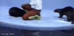 hump-day-dopeness-part-two-15.gif