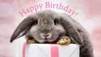 Bunny_Birthday.jpg