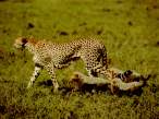 Igra gparda.JPG